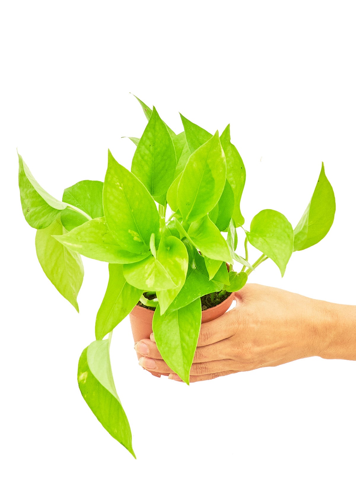 Golden Pothos, Small