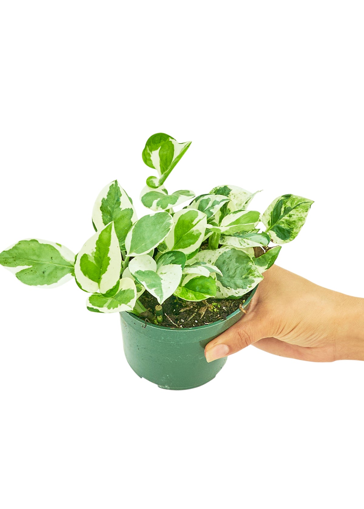 pothos pearl jade Pothos 'Pearls and Jade', Small – GG's Greens