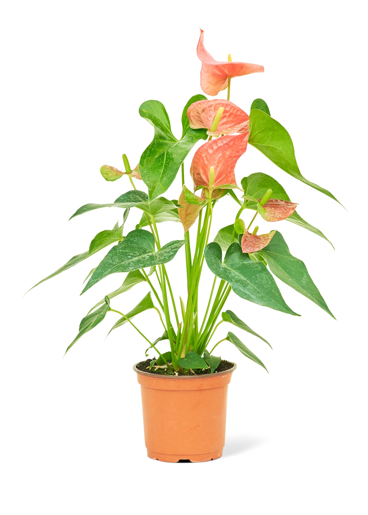 anthurium pink flamingo Anthurium 'Pink Flamingo', Medium