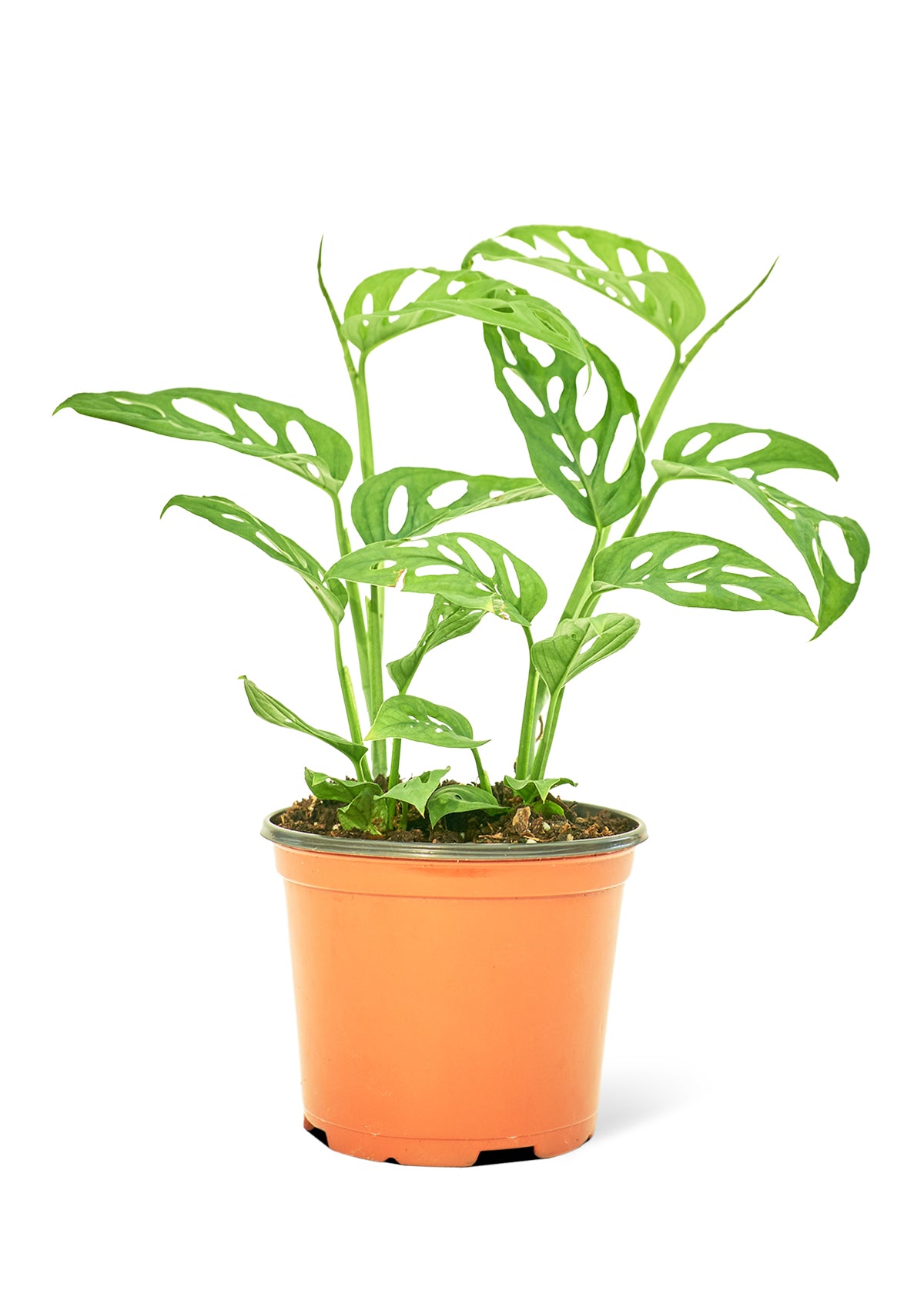 swiss cheese vine monstera adansonii Swiss Cheese Vine, Medium – GG's Greens