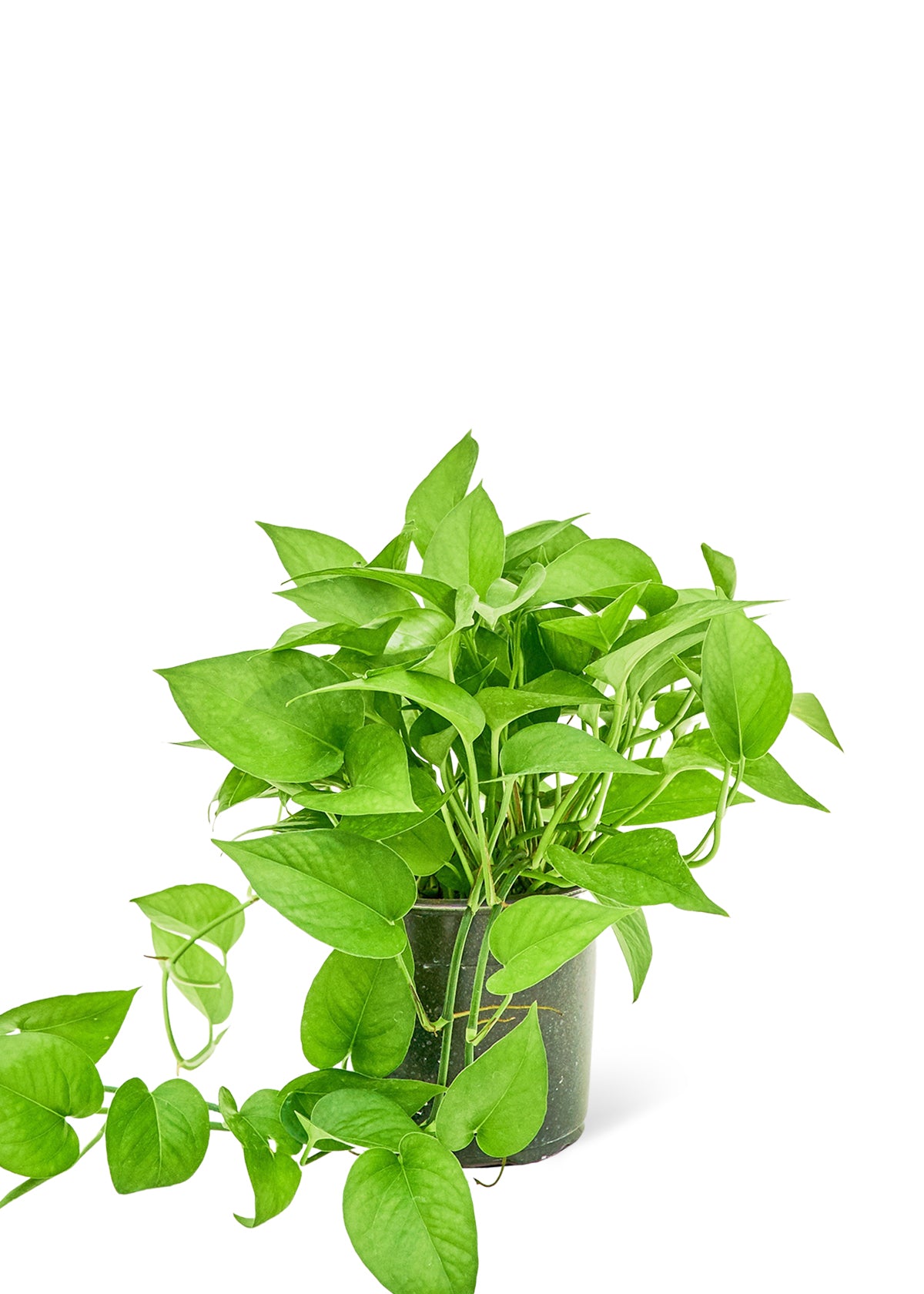 pothos green jade Pothos 'Jade', Medium – GG's Greens
