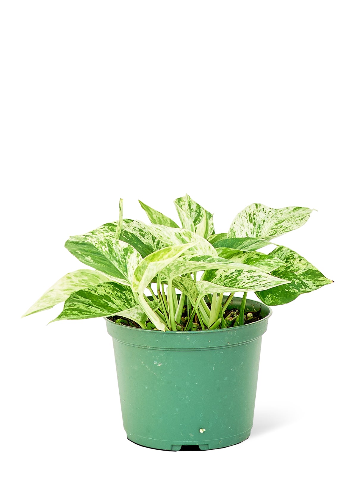 pothos silver queen Pothos 'Marble Queen', Medium – GG's Greens