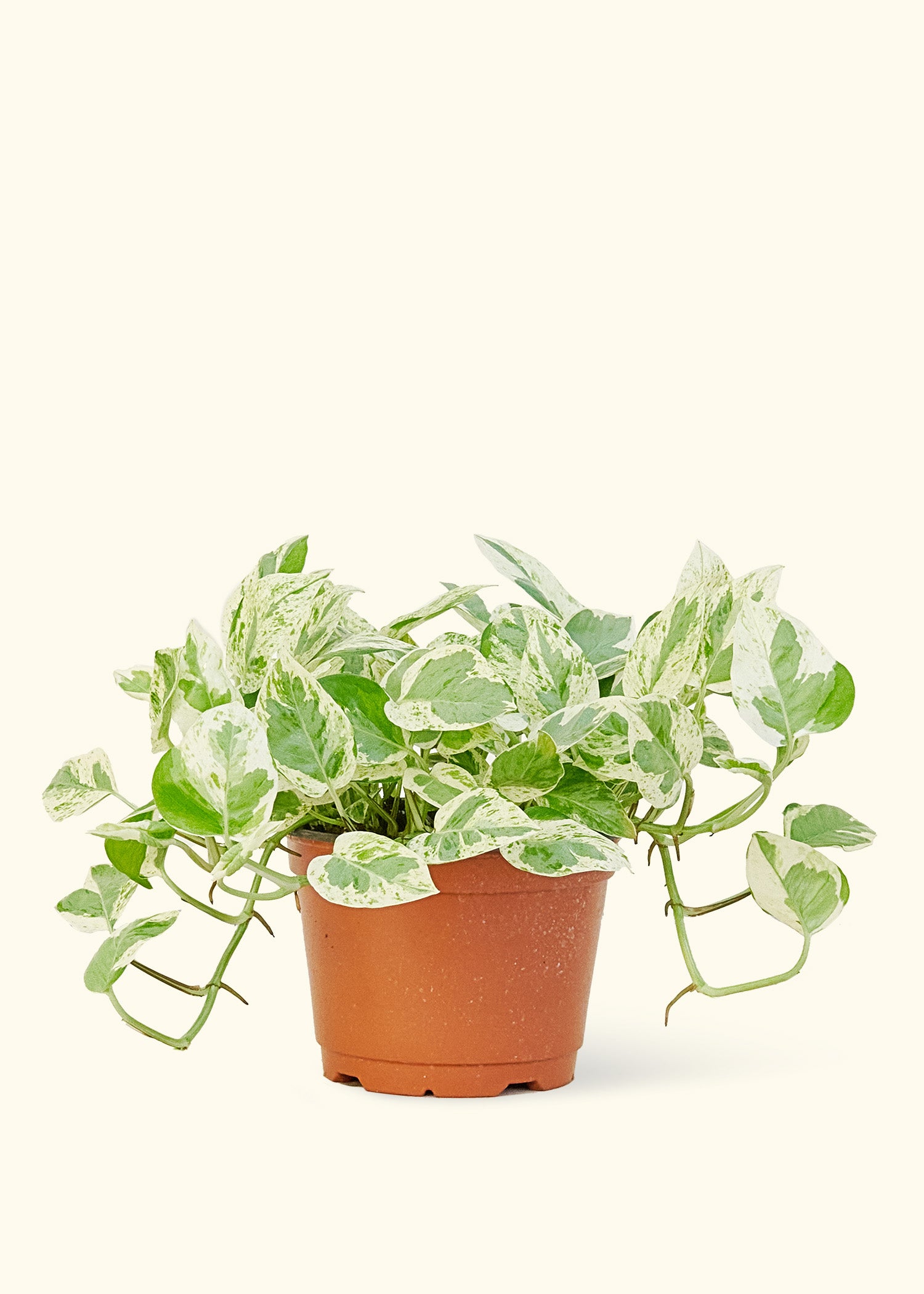 pagoda plant succulent Buy Crassula Green Pagoda Australia main image 1