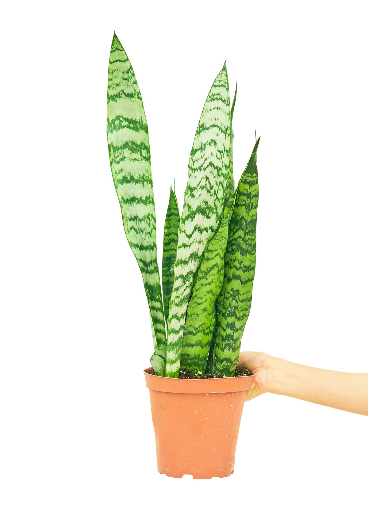 medium snake plant Snake Plant 'Zeylanica', Medium