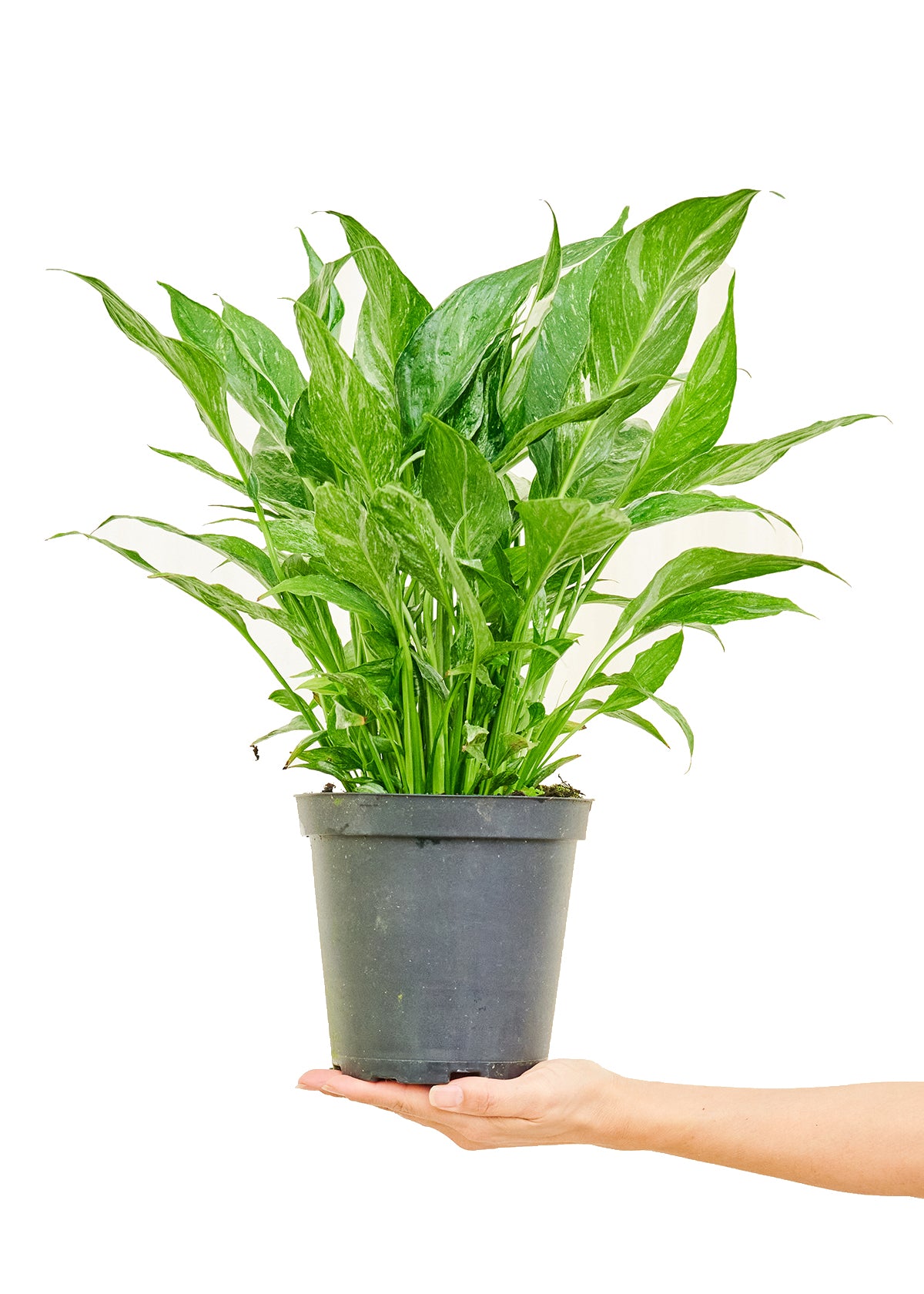 pothos and peace lily Variegated Peace Lily, Medium – GG's Greens