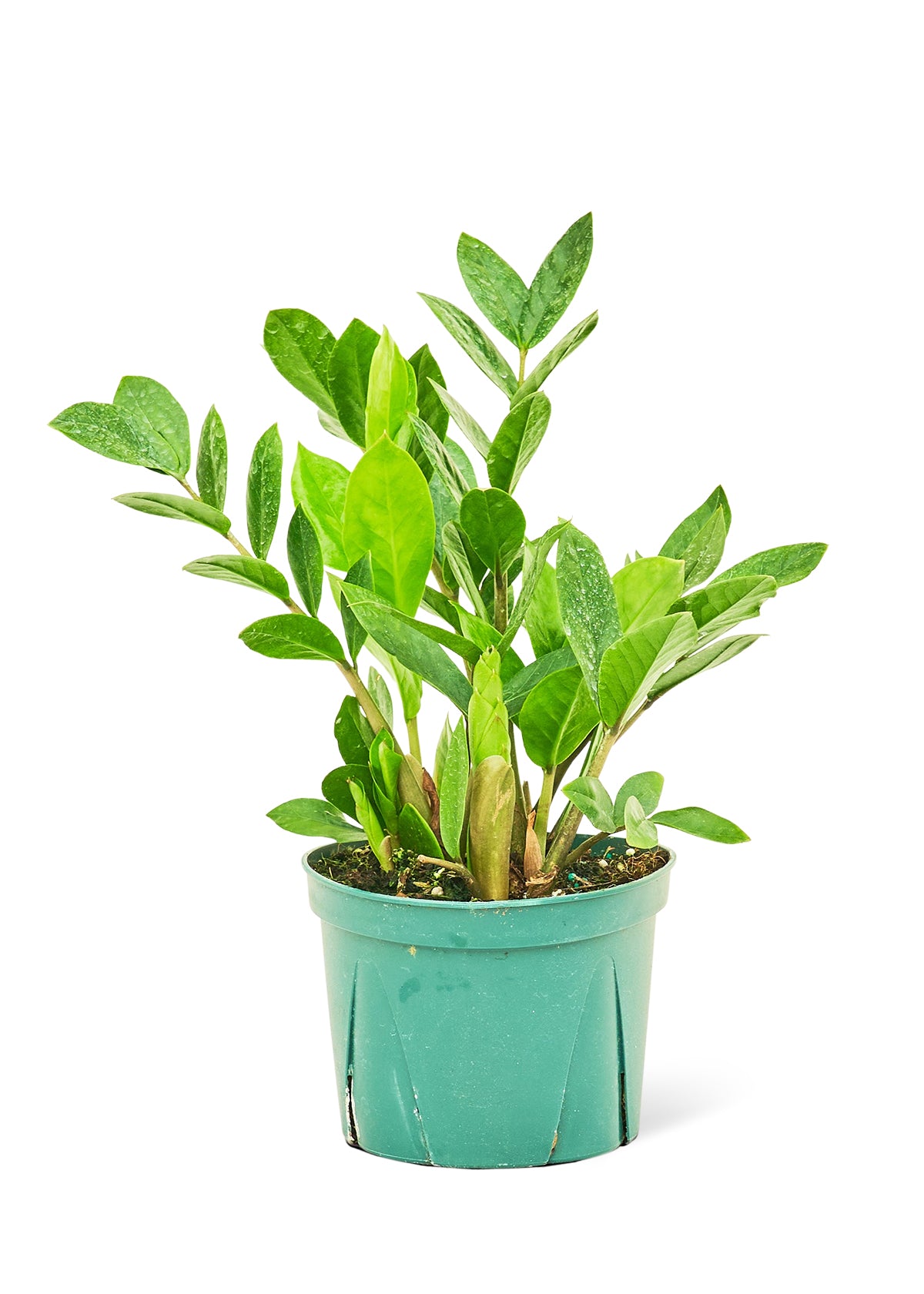 zz plant zamia ZZ Plant, Medium – GG's Greens