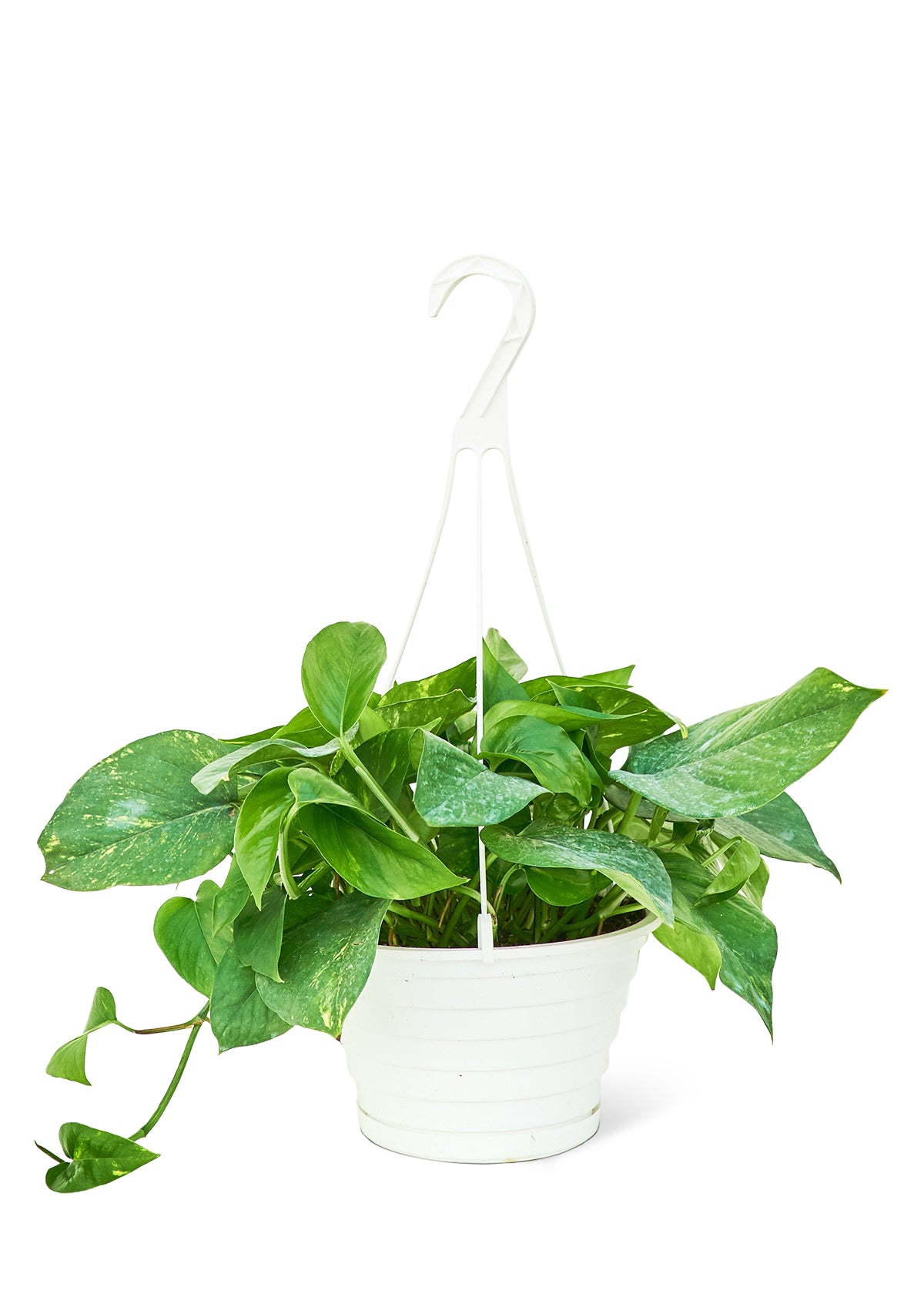 pothos big Golden Pothos, Large – GG's Greens