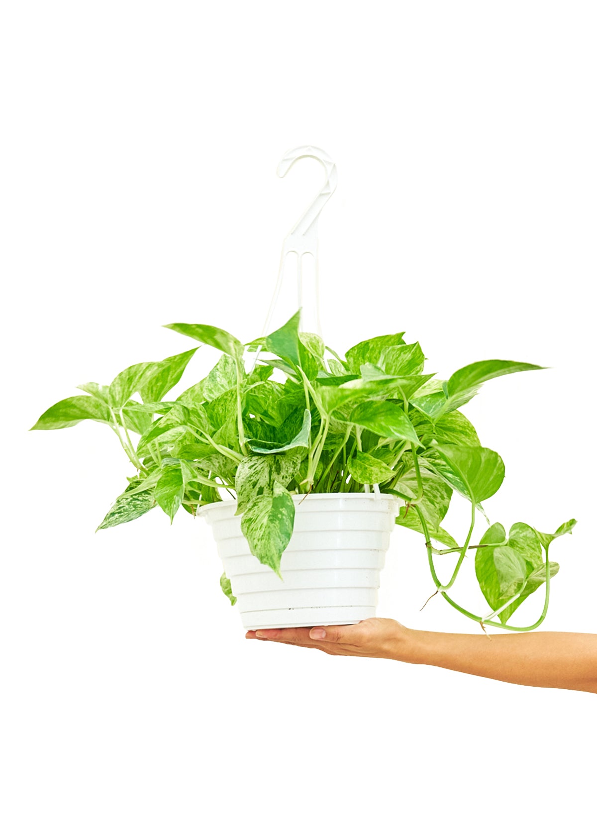 marble queen pothos large Pothos 'Marble Queen', Large – GG's Greens
