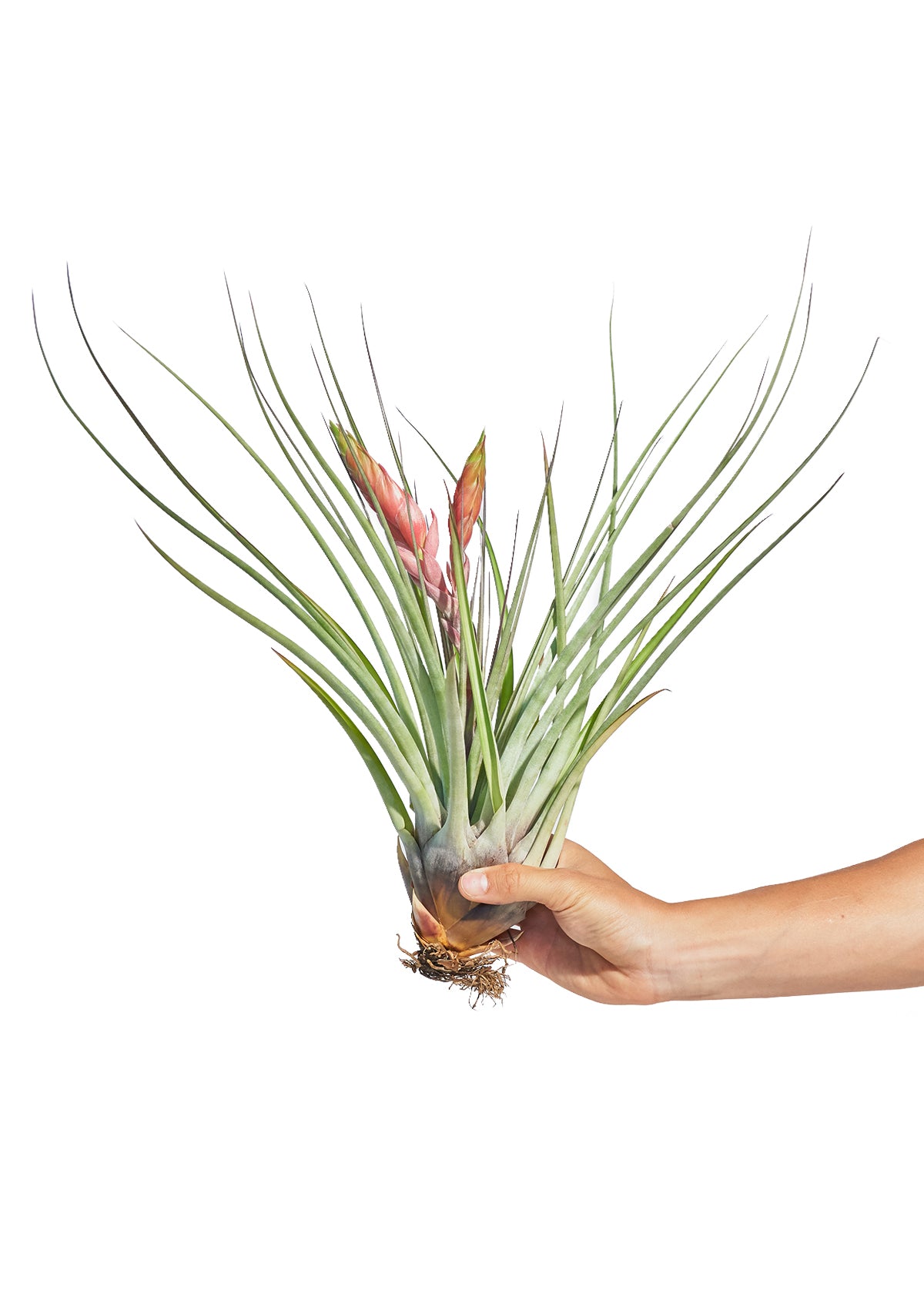where can i find air plants near me Giant Air Plant – GG's Greens