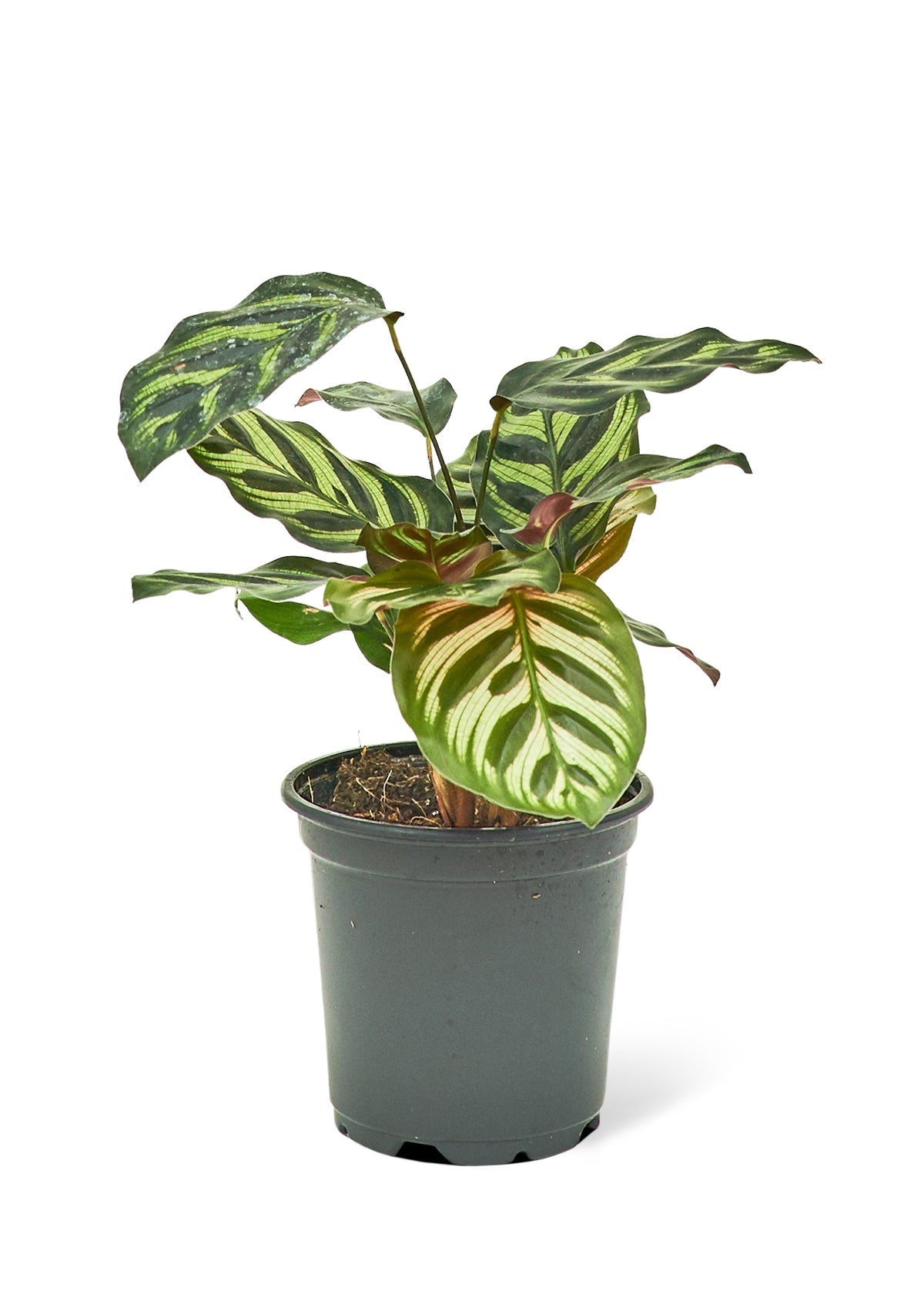 Calathea