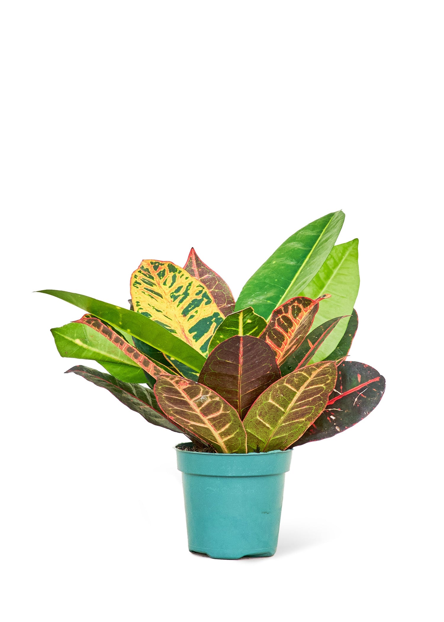 Croton