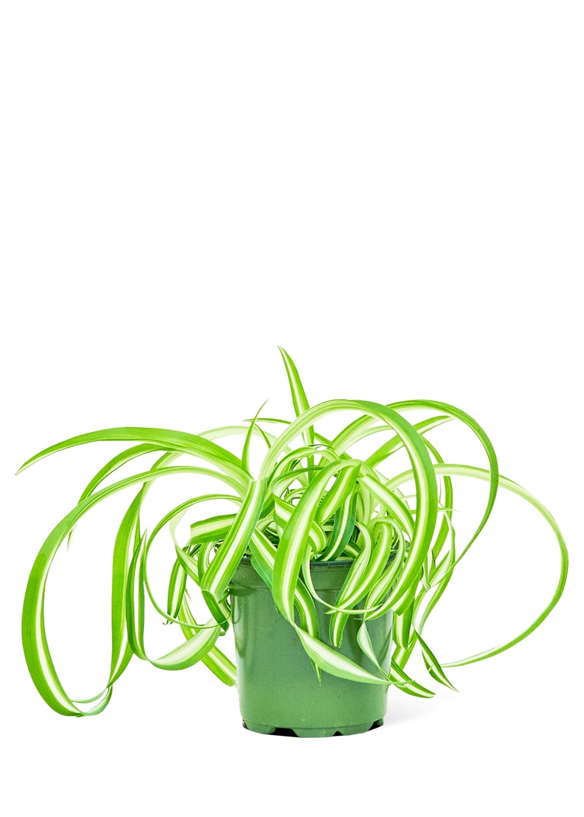 Spider Plants