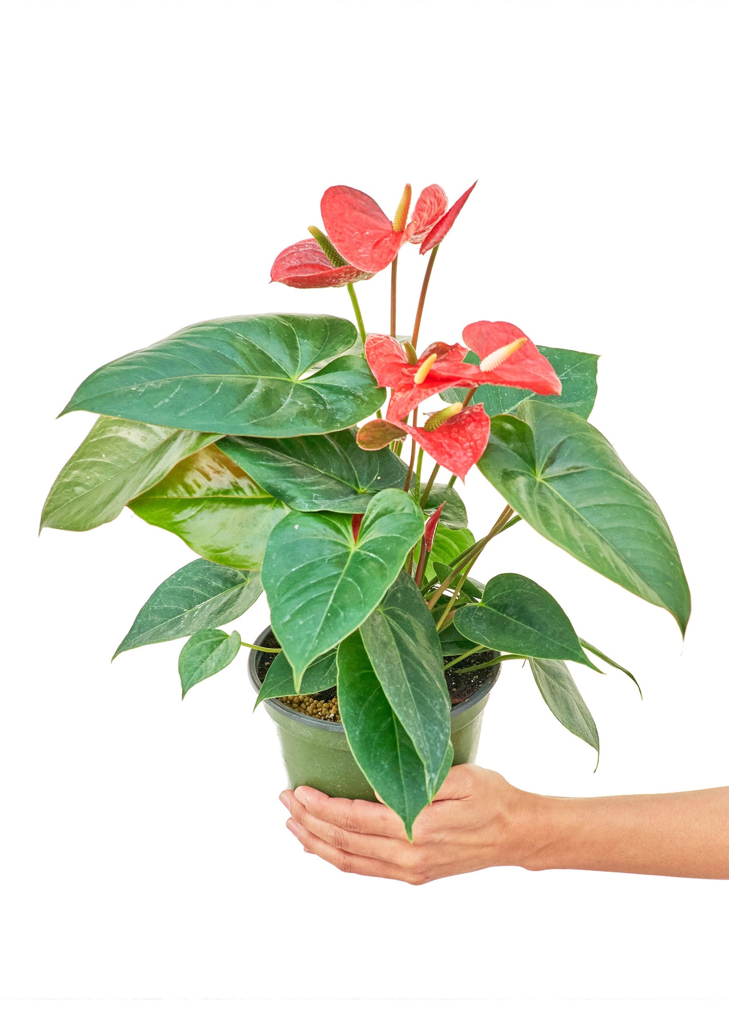 Anthurium
