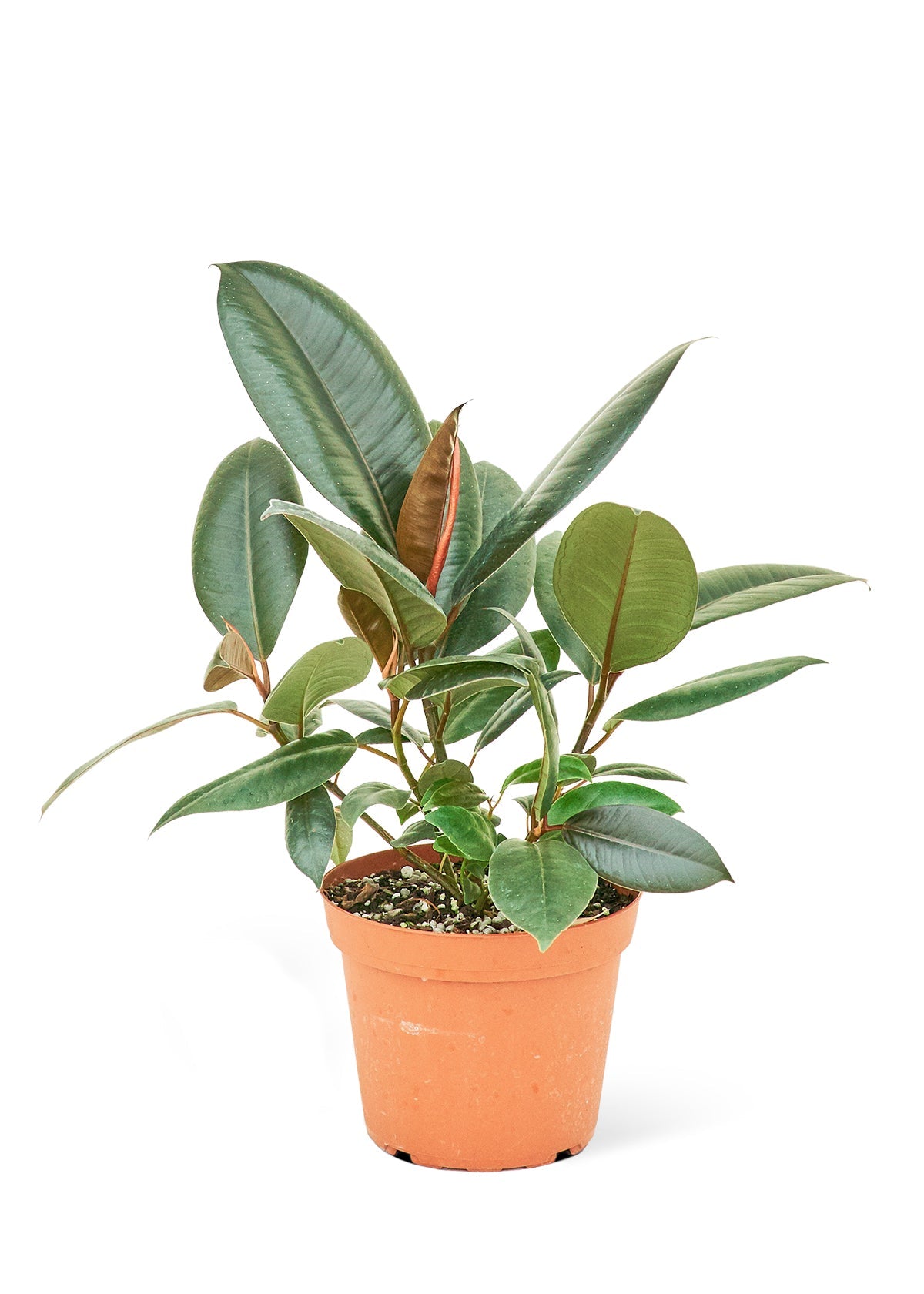 Ficus