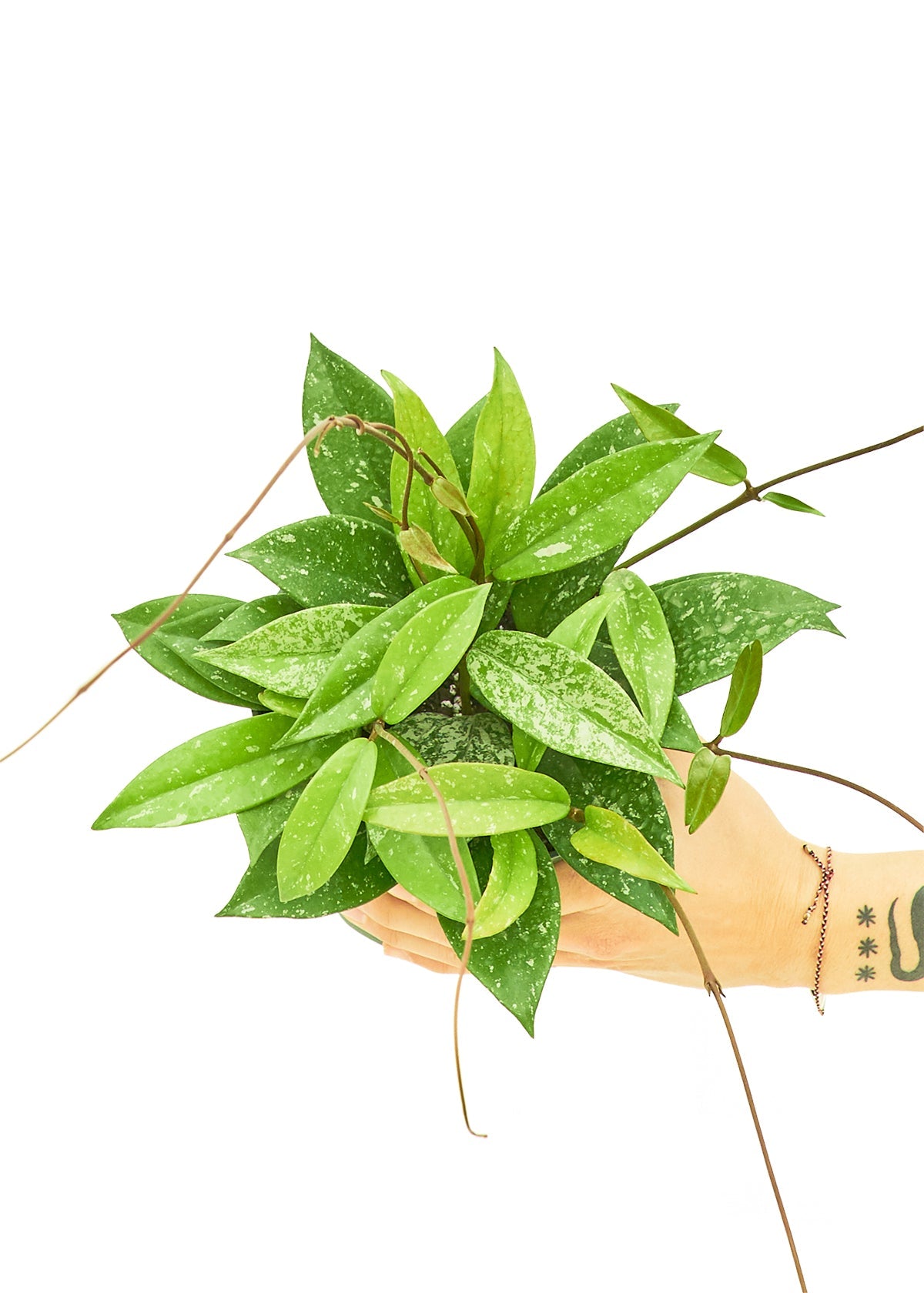 Hoya