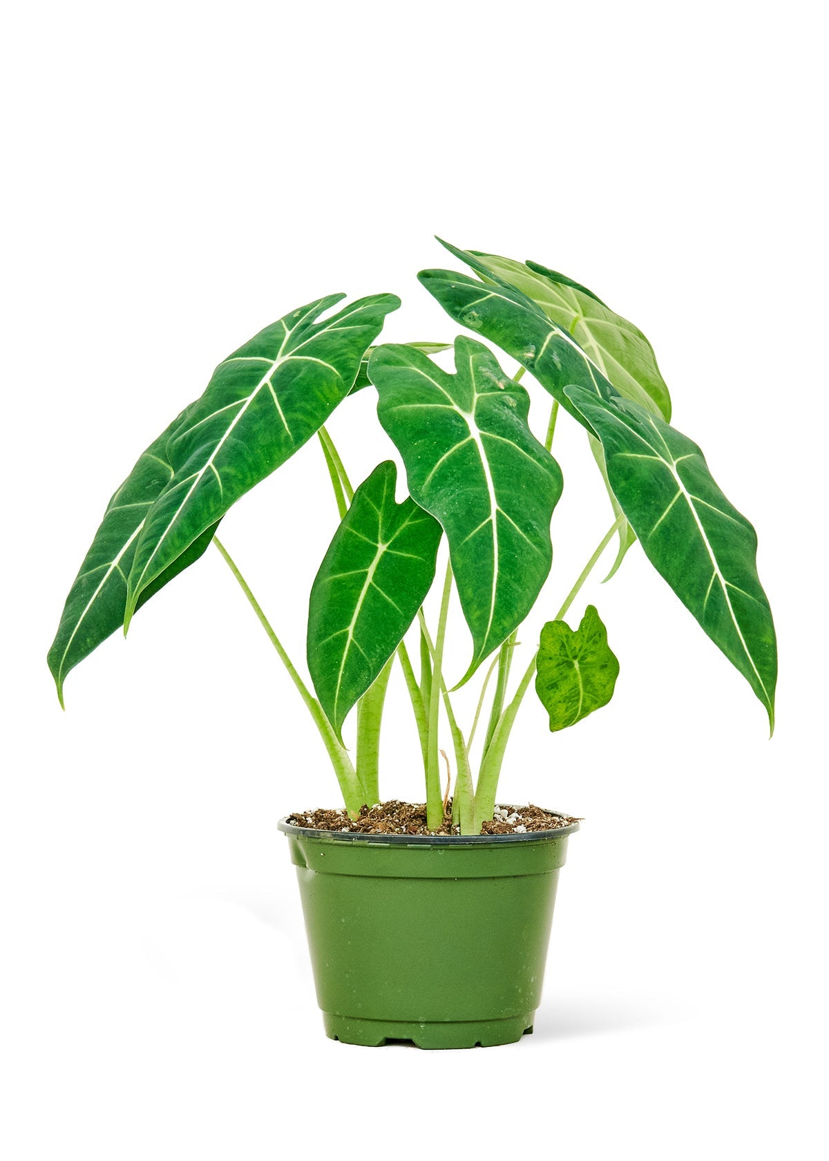 Alocasia