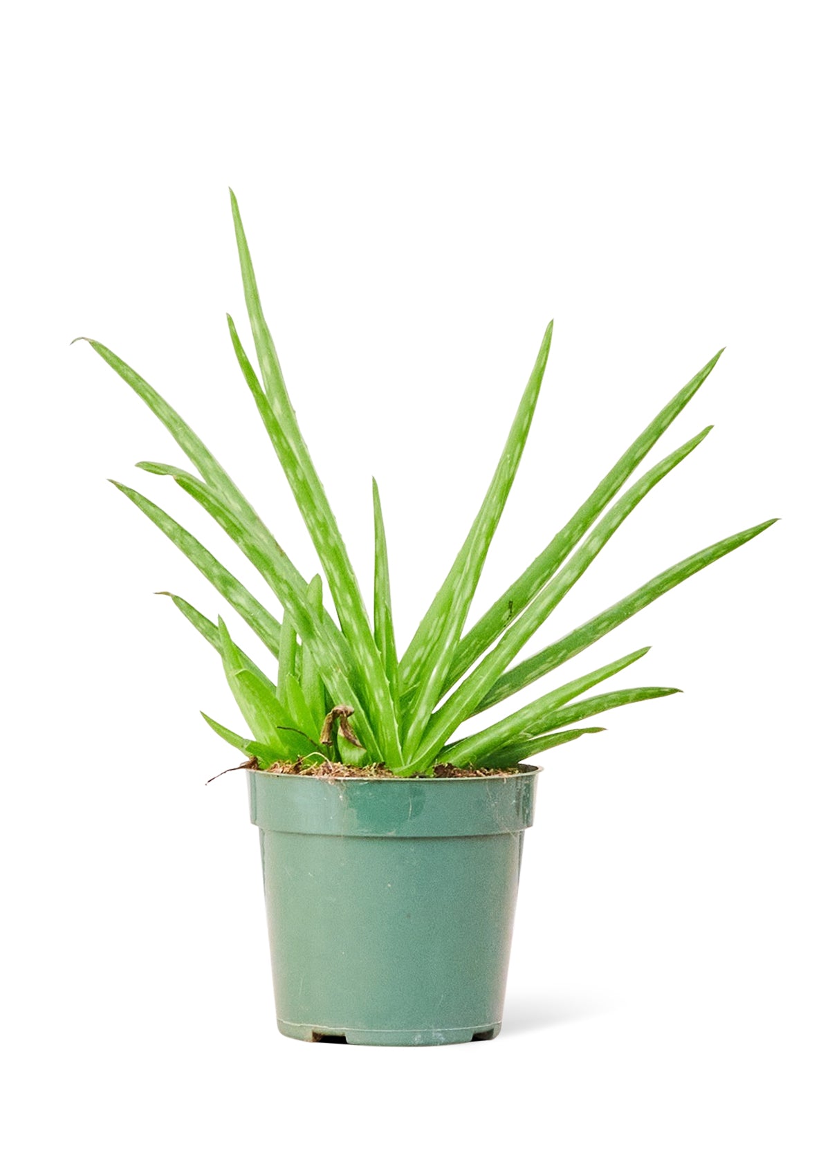 Aloe Vera, Small – GG's Greens