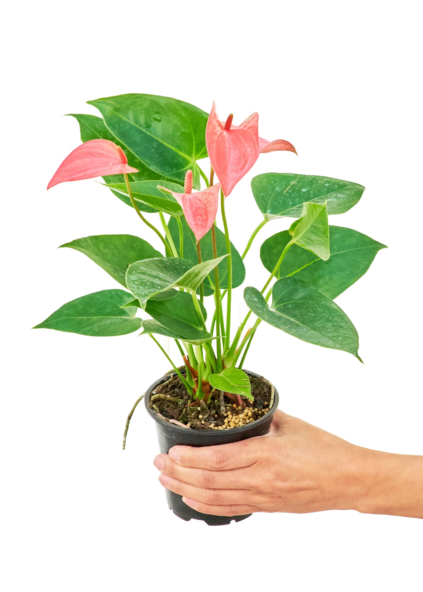 Anthurium 'Pink Flamingo', Small