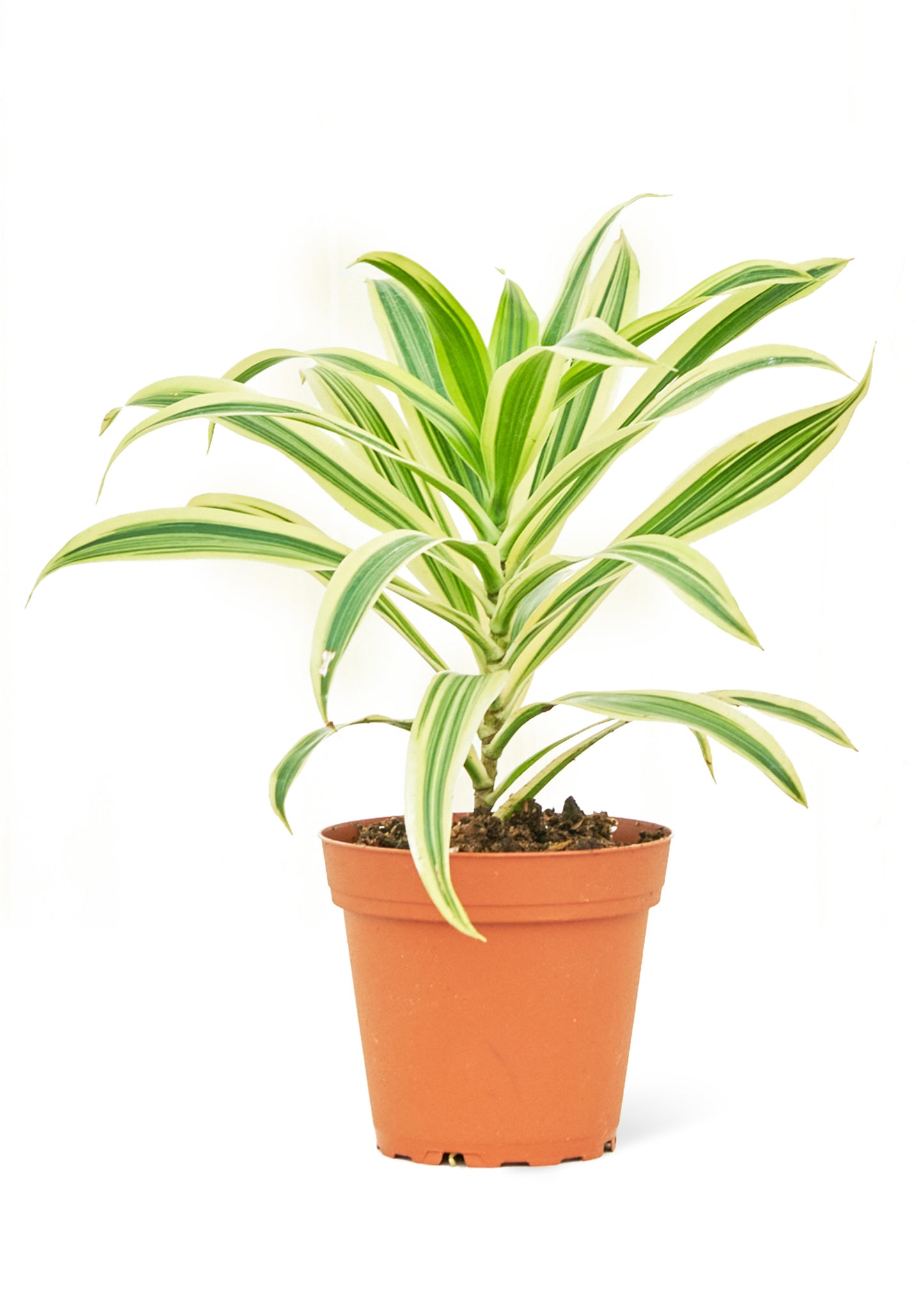 Dracaena 'Song of India', Small