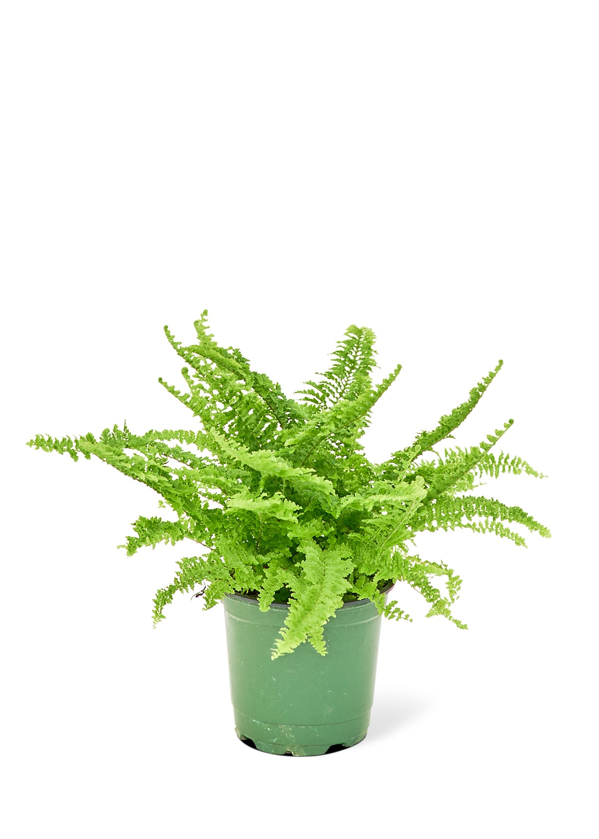 Boston Fern, Small