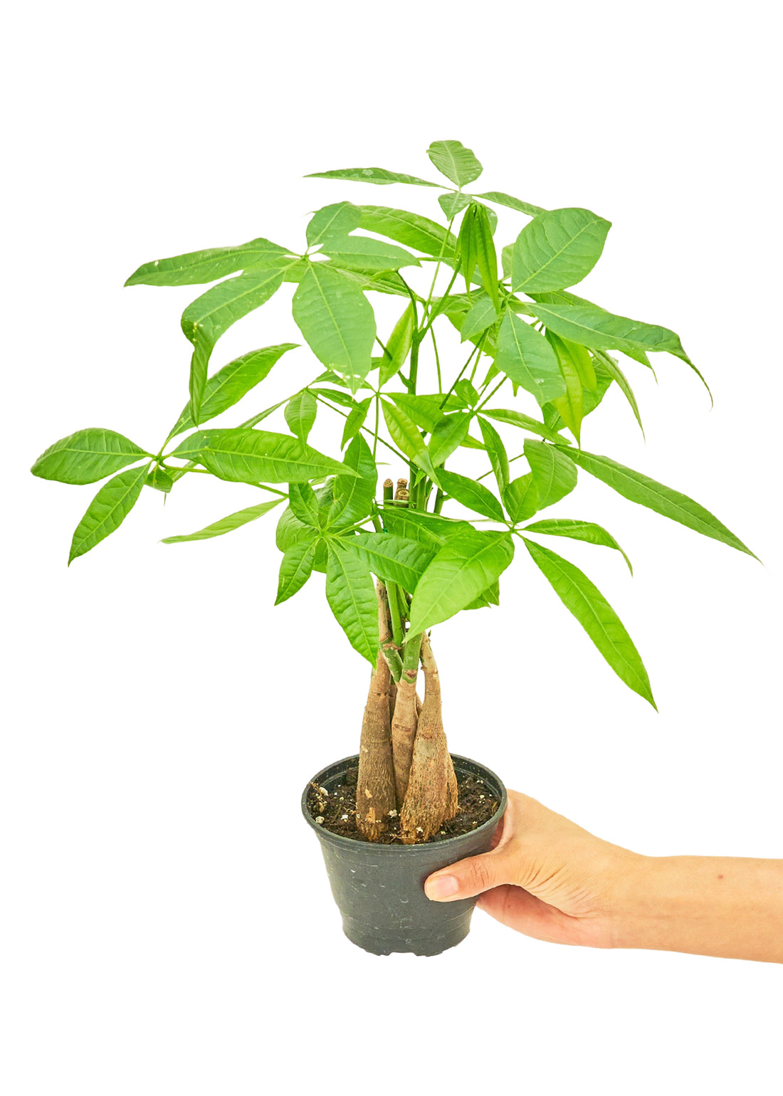 Braided Money Tree, Small – GG's Greens