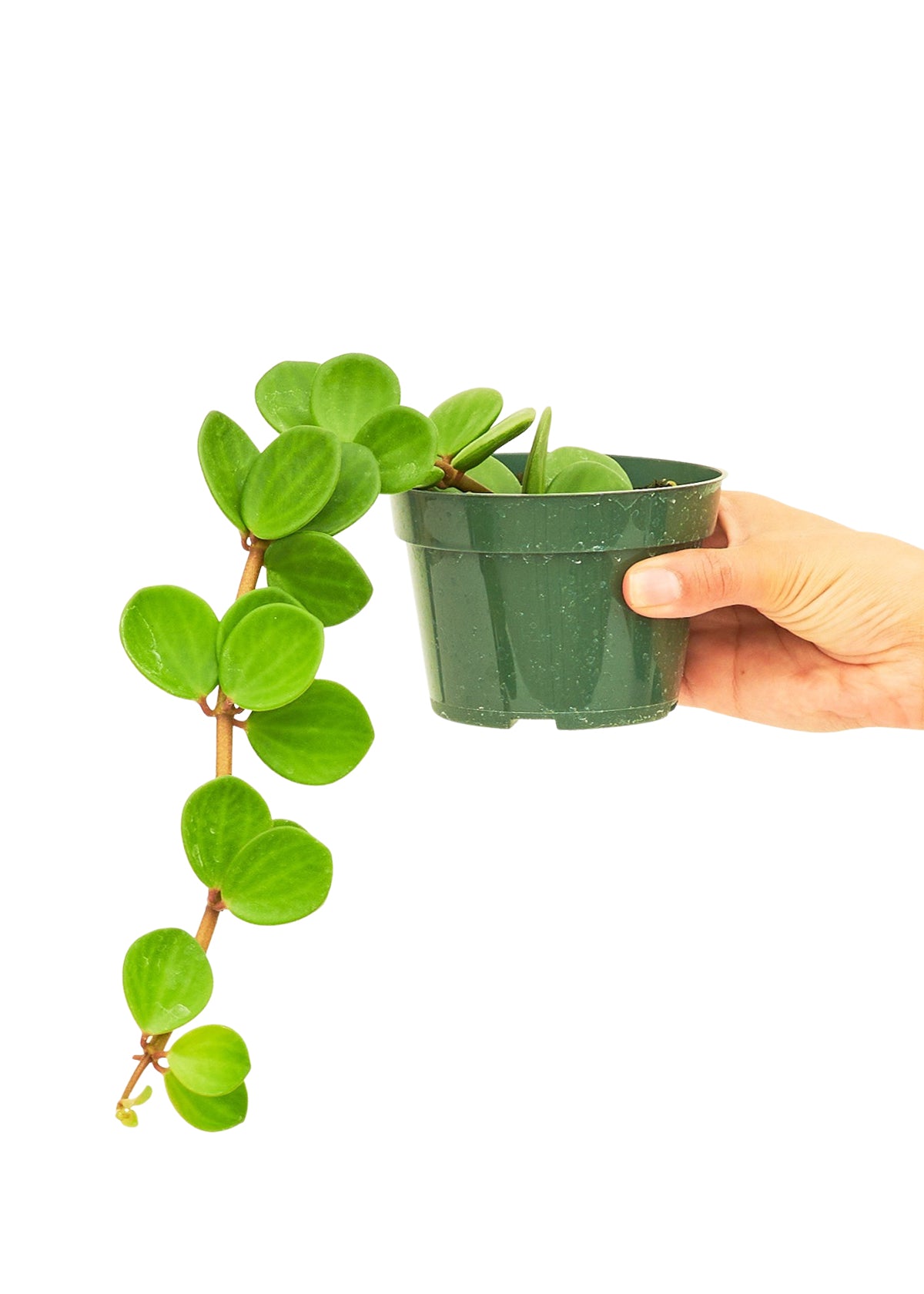 Peperomia 'Hope', Small