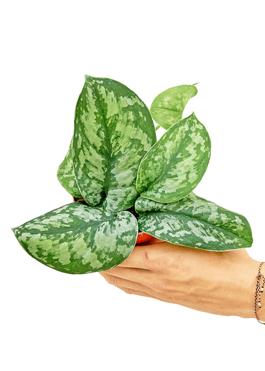 Silver Pothos 'Exotica', Small