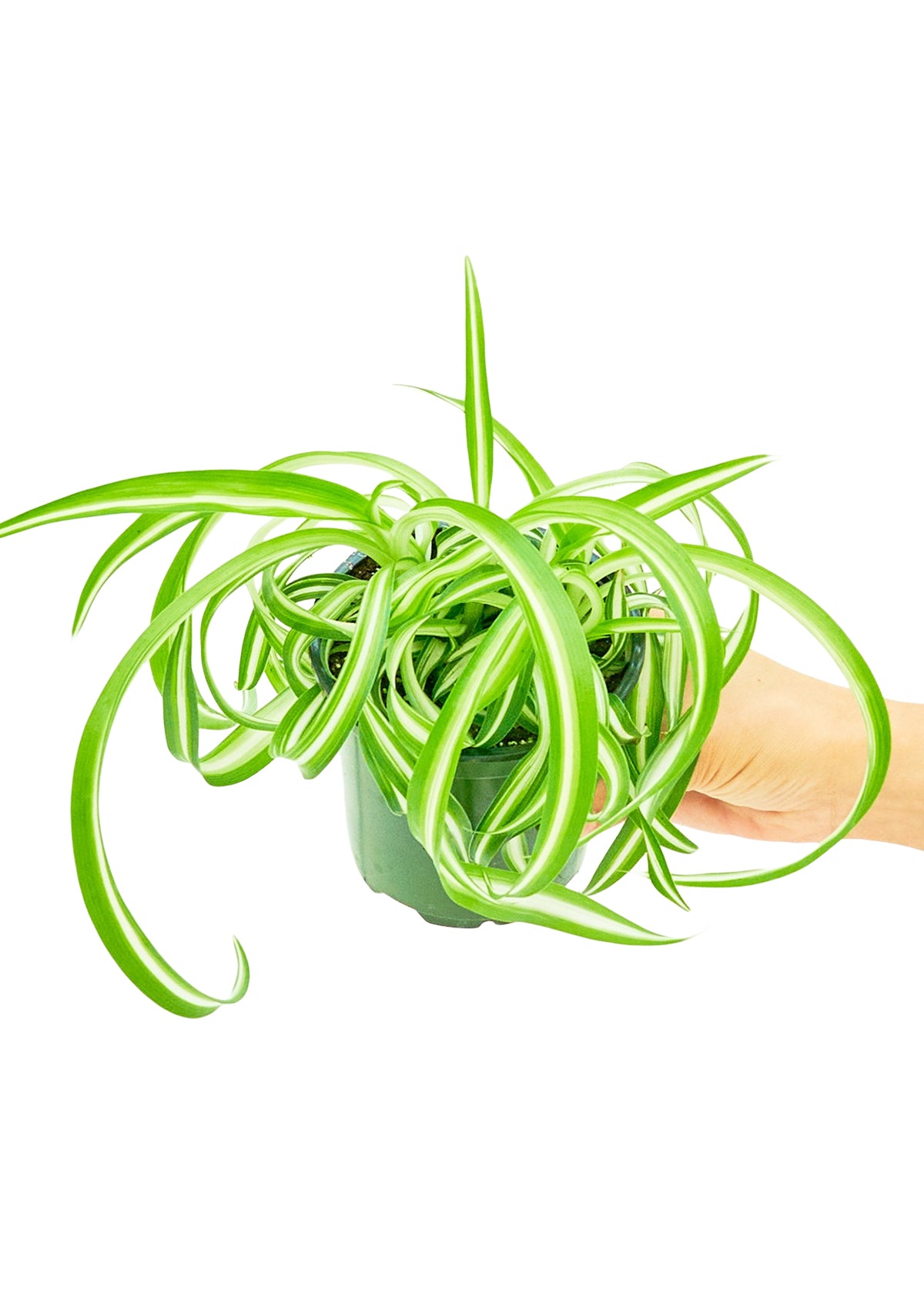 Spider Plant 'Bonnie', Small