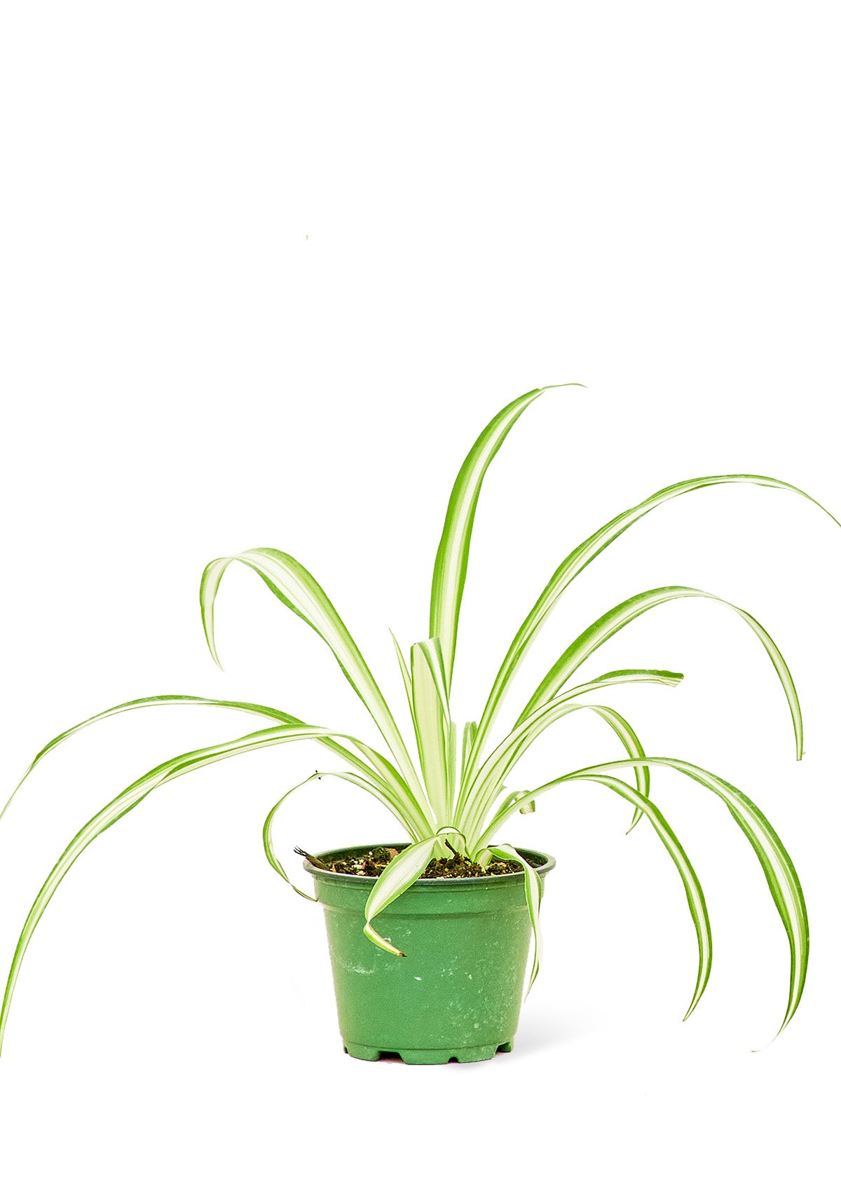 Spider Plant, Small