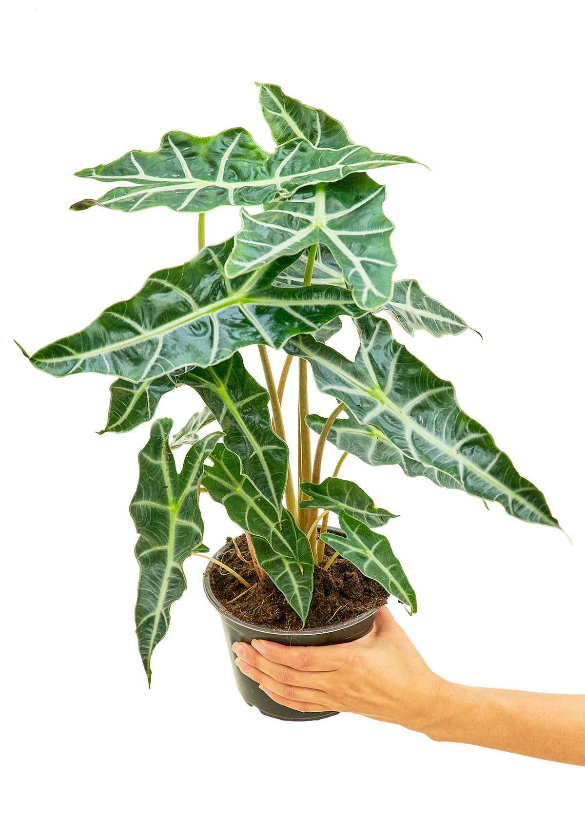 Alocasia 'Polly', Medium