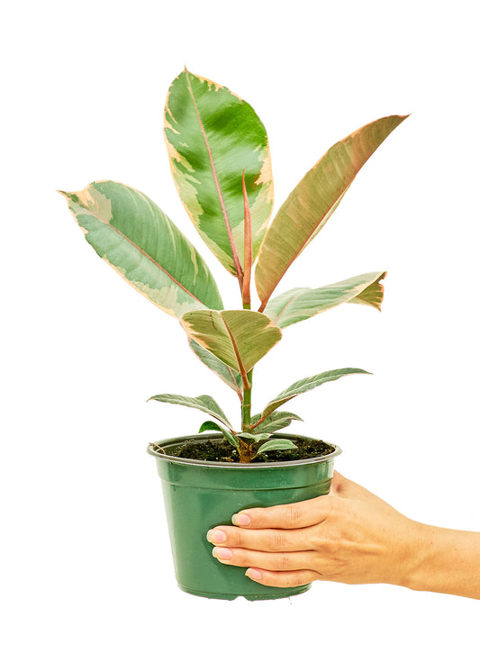 Ficus 'Tineke', Medium