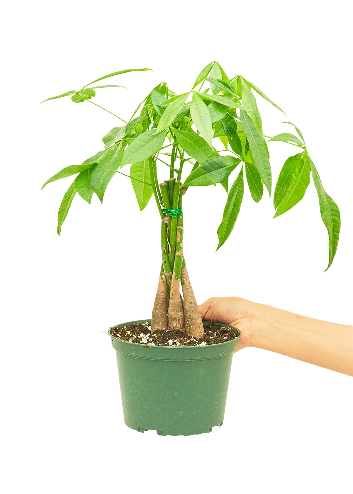 Braided Money Tree, Medium