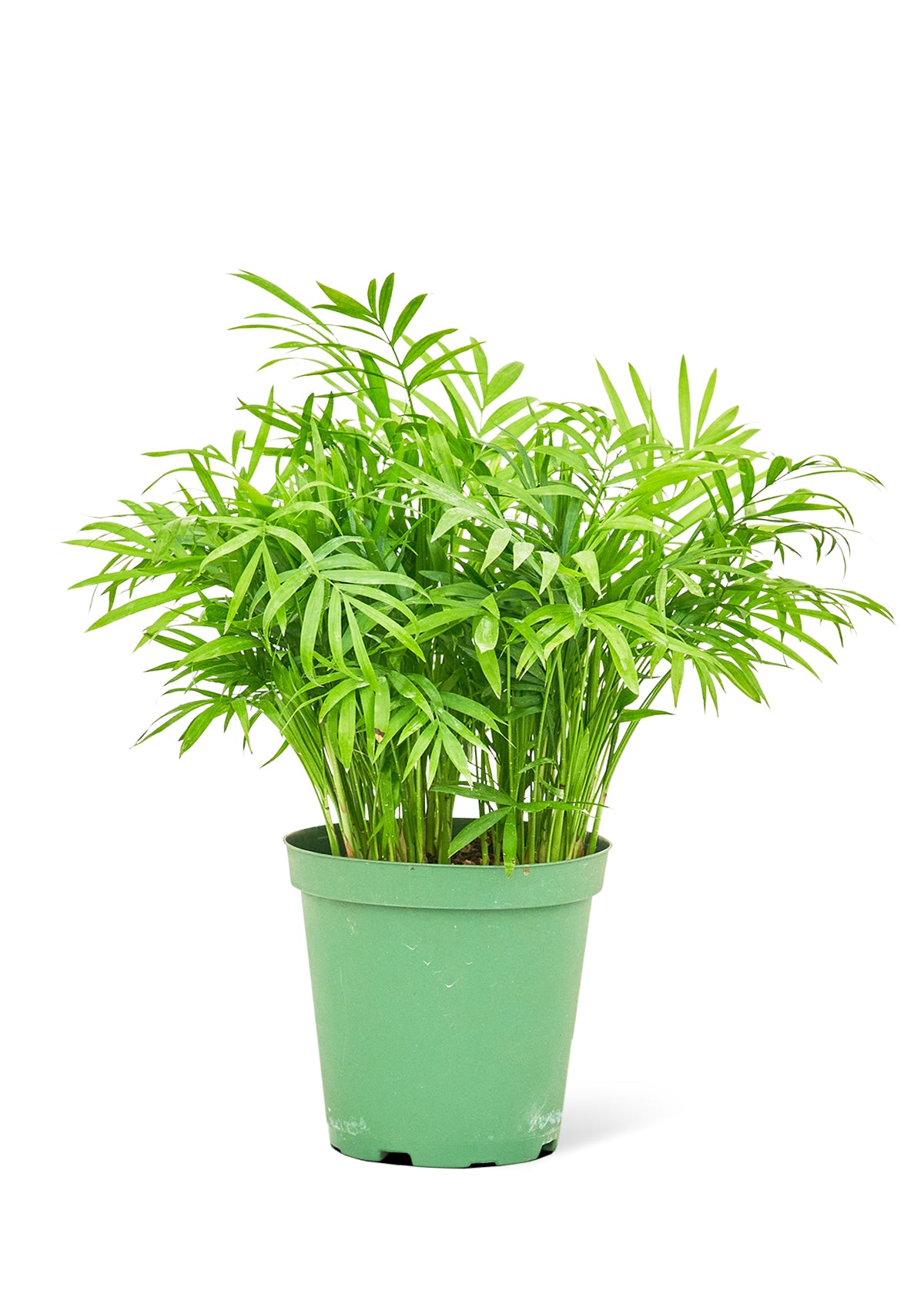 Parlor Palm, Medium