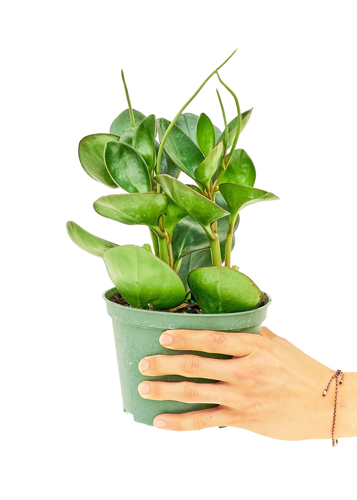 Baby Rubber Plant, Medium