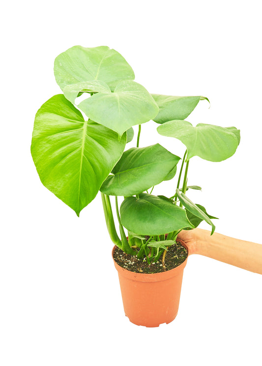 Monstera Swiss Cheese Plant, Medium