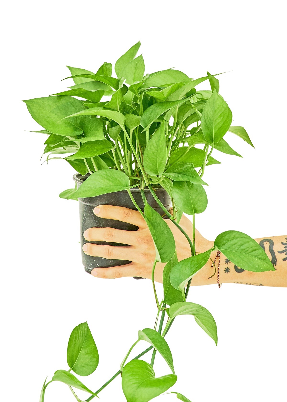 Pothos 'Jade', Medium