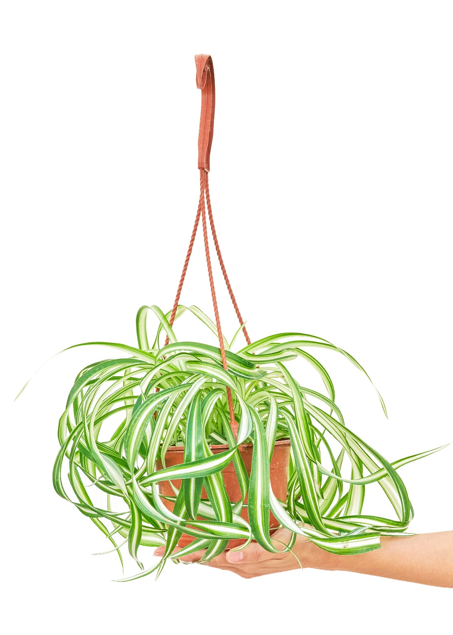 Spider Plant 'Bonnie', Medium