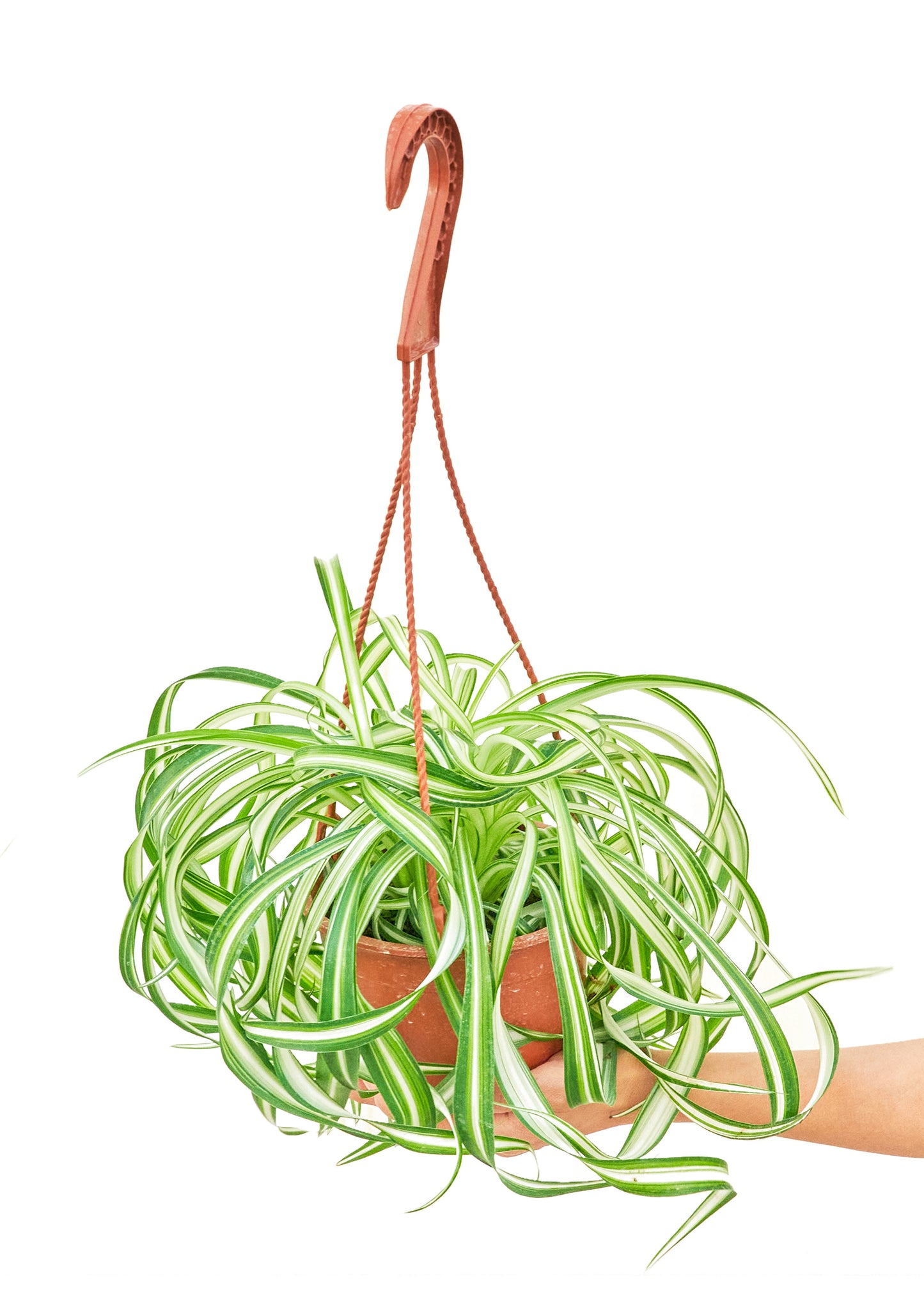 Spider Plant 'Bonnie', Medium