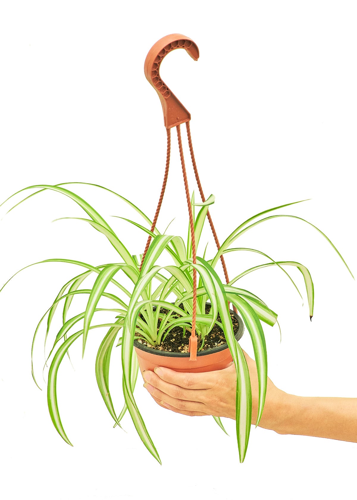 Spider Plant, Medium