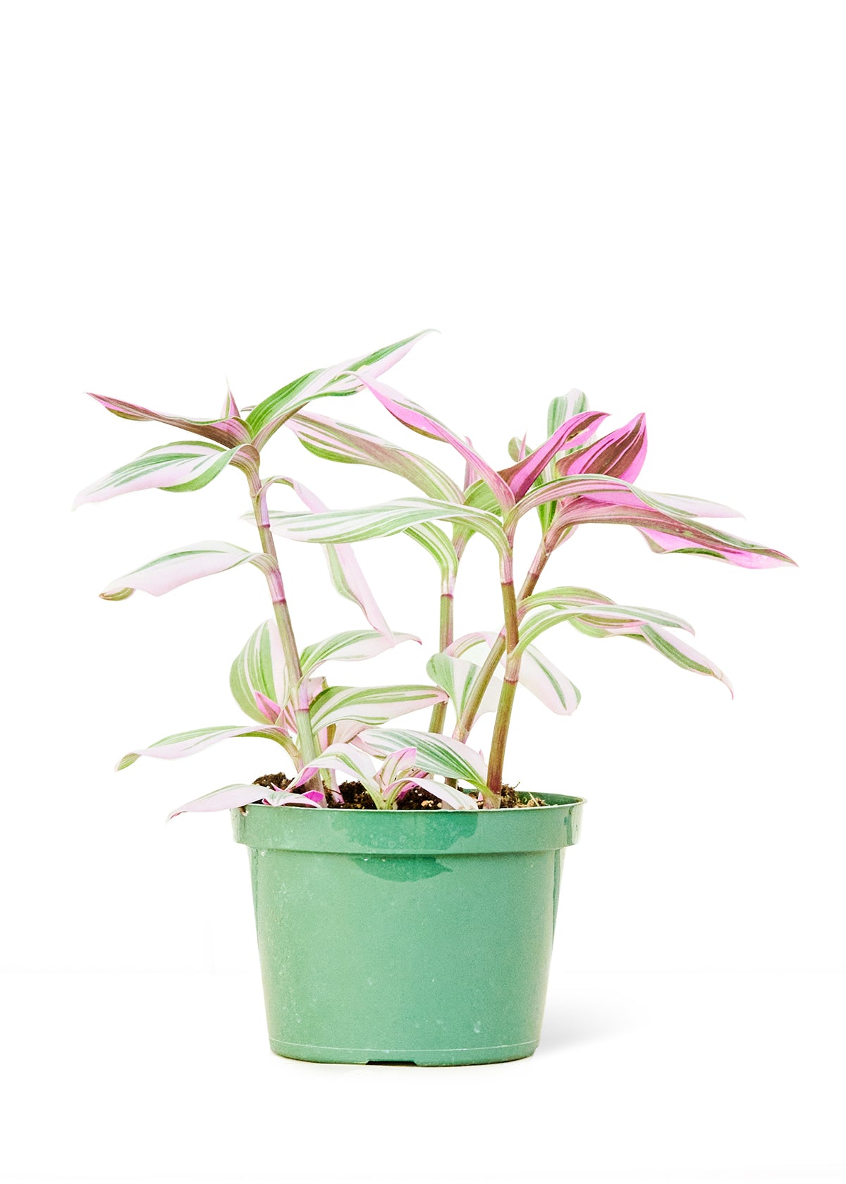 Tradescantia 'Nanouk', Medium