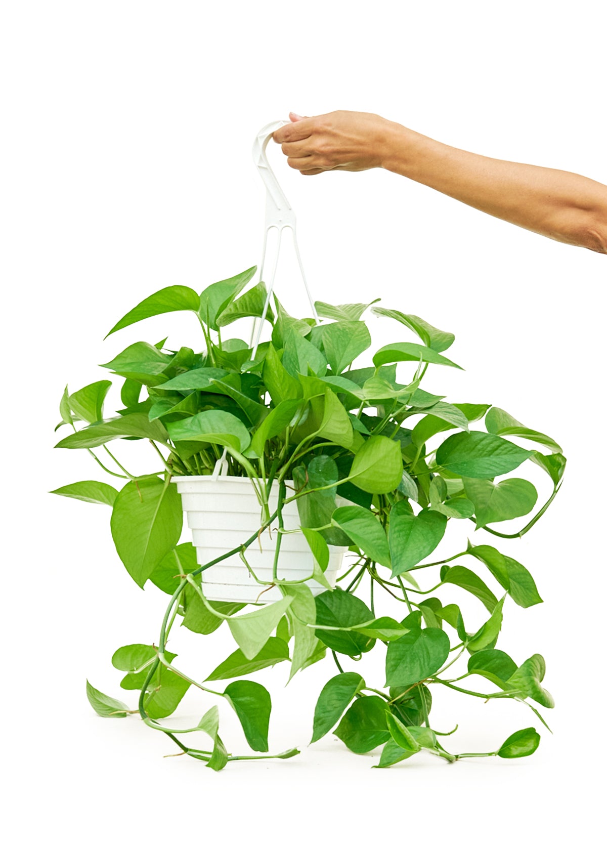 Pothos 'Jade', Large