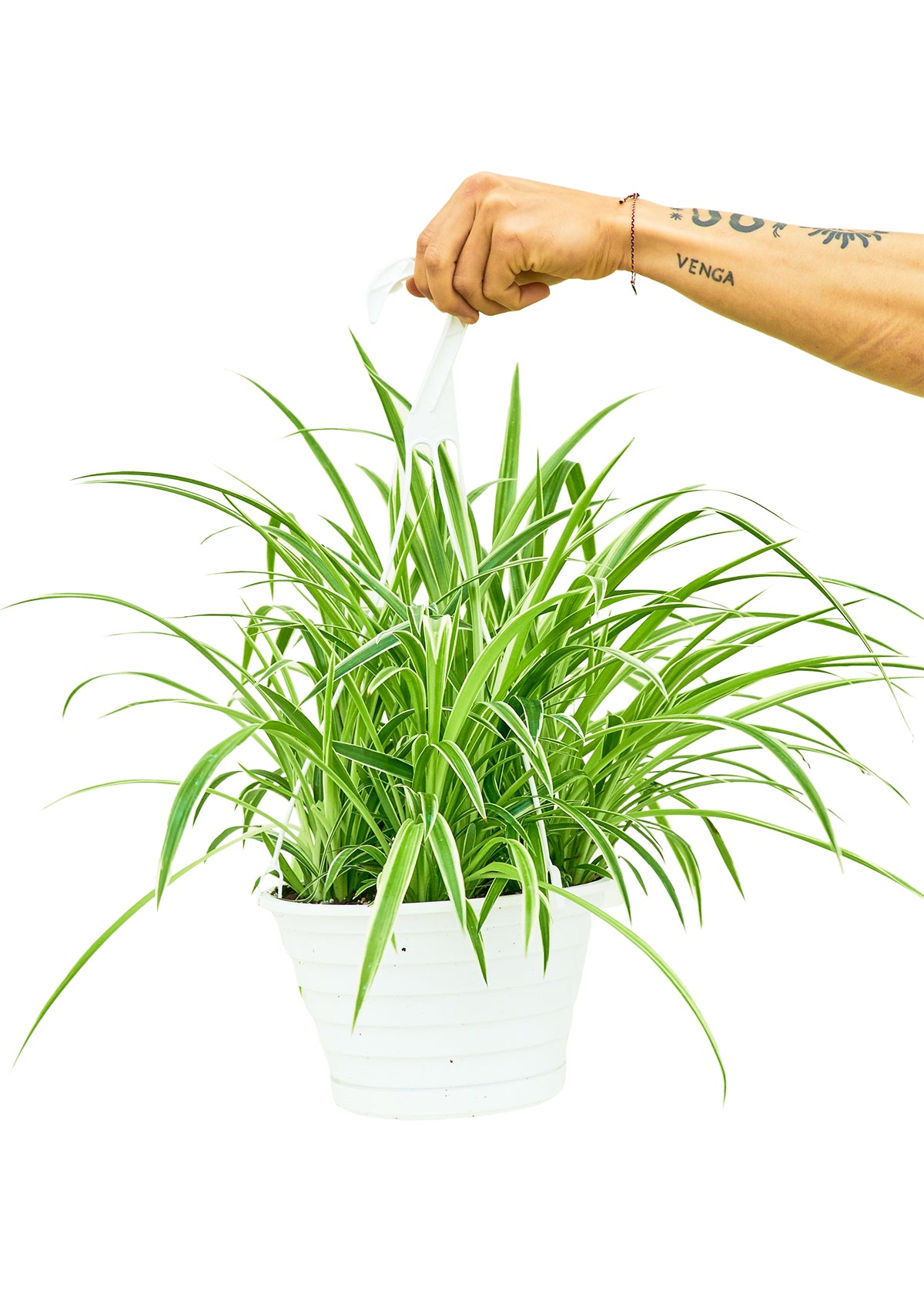 Spider Plant 'Reverse', Large