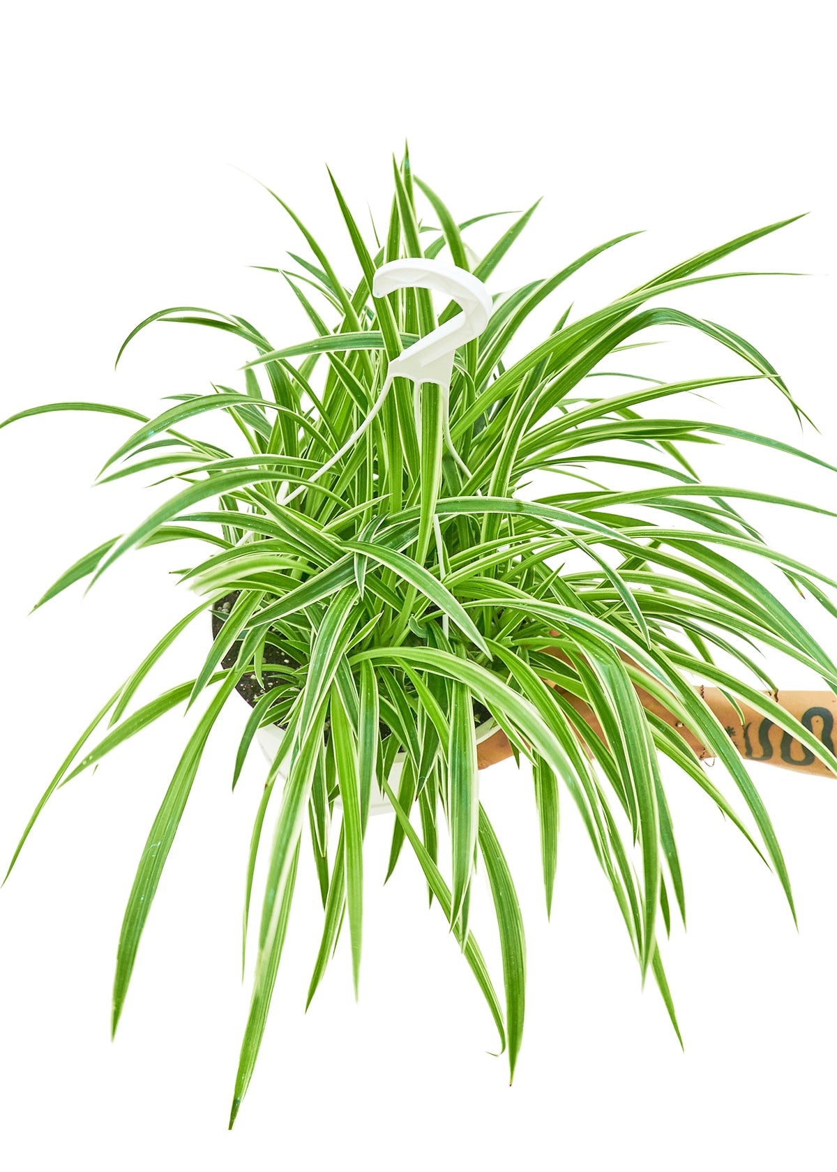 Spider Plant 'Reverse', Large