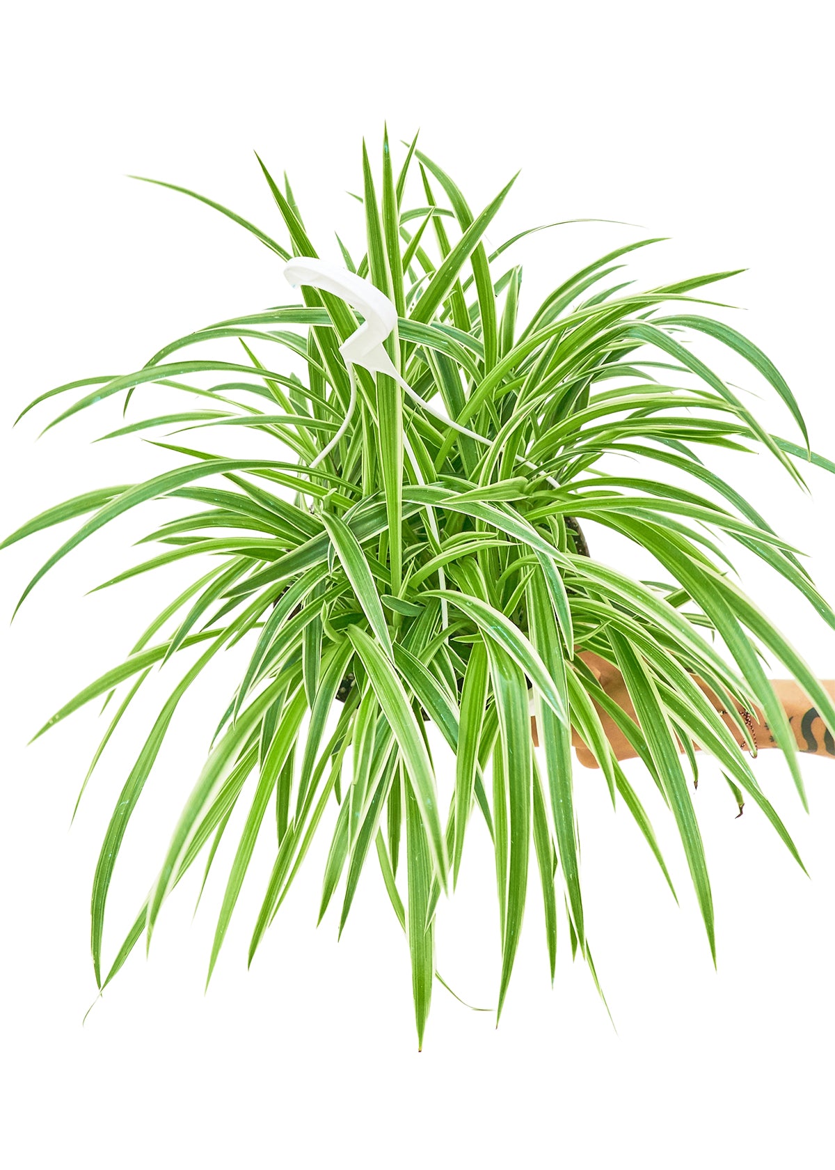 Spider Plant 'Reverse', Large