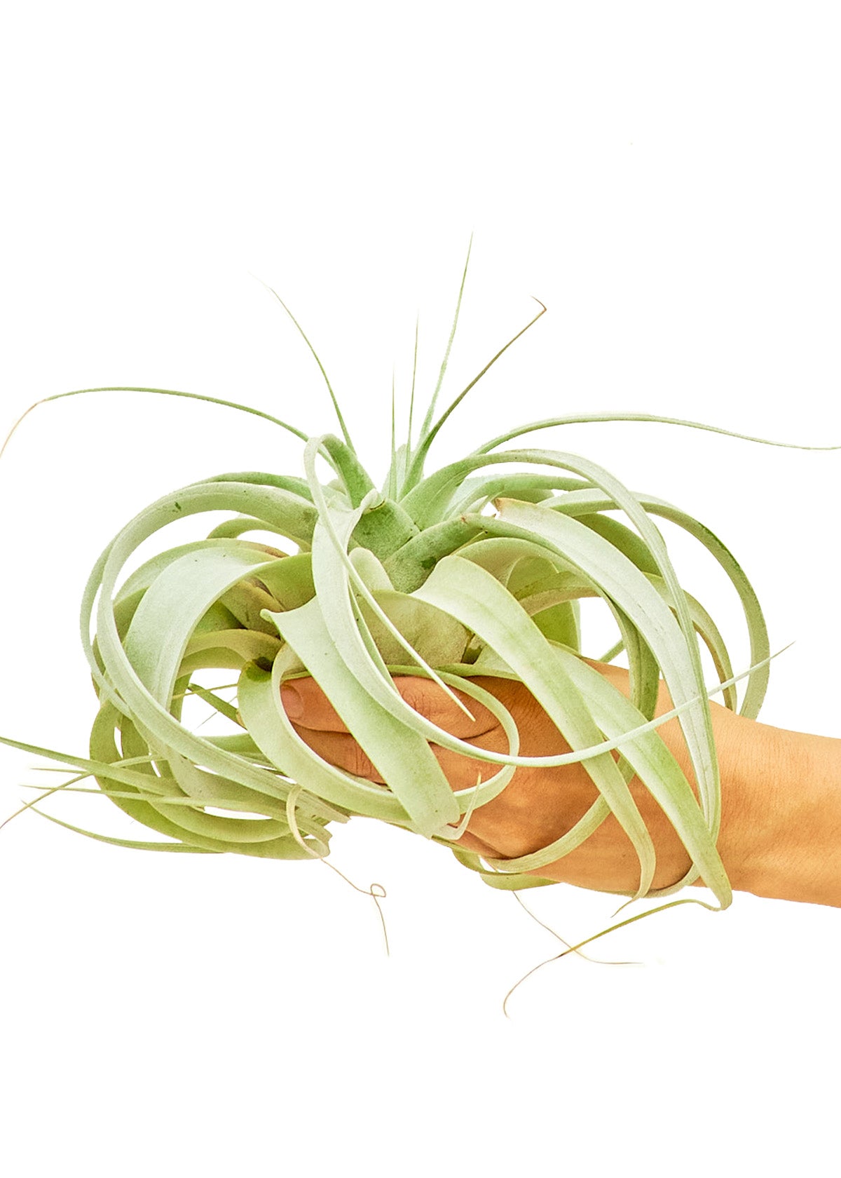 King of Air Plants, Large